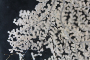  ( - NA097-172-03-A-BOL)  @11 [ ] CreativeCommons - Attribution Non-Commercial Share-Alike (2018) Tammy Norgard Ocean Exploration Trust, Northeast Pacific Seamount Expedition Partners