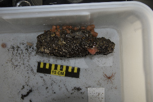  ( - NA097-067-11-A-BOL)  @11 [ ] CreativeCommons - Attribution Non-Commercial Share-Alike (2018) Tammy Norgard Ocean Exploration Trust, Northeast Pacific Seamount Expedition Partners