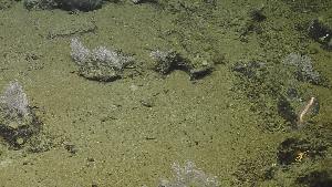  ( - NA097-004-04-A-BOL)  @11 [ ] CreativeCommons - Attribution Non-Commercial Share-Alike (2018) Tammy Norgard Ocean Exploration Trust, Northeast Pacific Seamount Expedition Partners