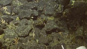  ( - NA097-060-03-A-BOL)  @11 [ ] CreativeCommons - Attribution Non-Commercial Share-Alike (2018) Tammy Norgard Ocean Exploration Trust, Northeast Pacific Seamount Expedition Partners