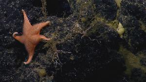  (Mediaster tenellus - NA097-143-01-A-BOL)  @11 [ ] CreativeCommons - Attribution Non-Commercial Share-Alike (2018) Tammy Norgard Ocean Exploration Trust, Northeast Pacific Seamount Expedition Partners
