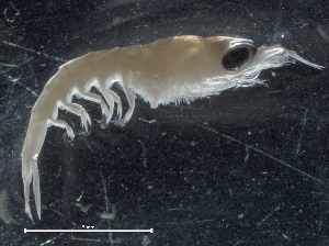  ( - IOS2018025-003)  @11 [ ] CreativeCommons - Attribution Non-Commercial Share-Alike (2019) R. John Nelson Fisheries and Oceans Canada