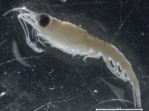  ( - IOS2018025-004)  @11 [ ] CreativeCommons - Attribution Non-Commercial Share-Alike (2019) R. John Nelson Fisheries and Oceans Canada