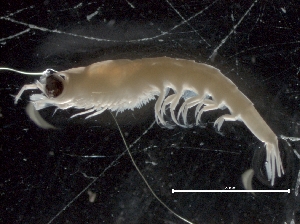  ( - IOS2018025-039)  @11 [ ] CreativeCommons - Attribution Non-Commercial Share-Alike (2019) R. John Nelson Fisheries and Oceans Canada