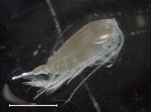  (Euchirella pseudopulchra - IOS2018034-444)  @11 [ ] CreativeCommons - Attribution Non-Commercial Share-Alike (2019) R. John Nelson Fisheries and Oceans Canada