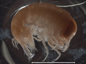  ( - IOS2018034-458)  @11 [ ] CreativeCommons - Attribution Non-Commercial Share-Alike (2019) R. John Nelson Fisheries and Oceans Canada