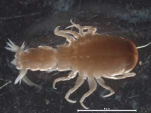  ( - IOS2018034-458)  @11 [ ] CreativeCommons - Attribution Non-Commercial Share-Alike (2019) R. John Nelson Fisheries and Oceans Canada