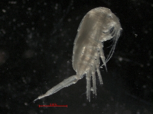  (Metridia okhotensis - IOS2019001-037)  @11 [ ] CreativeCommons - Attribution Non-Commercial Share-Alike (2019) R. John Nelson Fisheries and Oceans Canada
