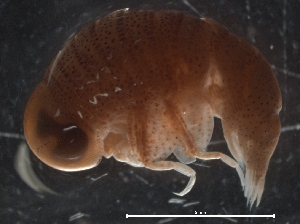  (Brachyscelidae - IOS2019005-002)  @11 [ ] CreativeCommons - Attribution Non-Commercial Share-Alike (2019) R. John Nelson Fisheries and Oceans Canada