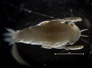  (Primno brevidens - IOS2019008-036)  @11 [ ] CreativeCommons - Attribution Non-Commercial Share-Alike (2019) R. John Nelson Fisheries and Oceans Canada