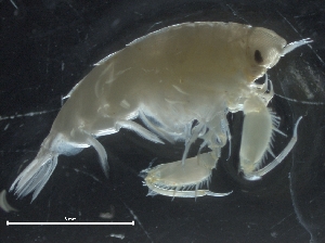  ( - IOS2019062-076)  @11 [ ] CreativeCommons - Attribution Non-Commercial Share-Alike (2019) R. John Nelson Fisheries and Oceans Canada