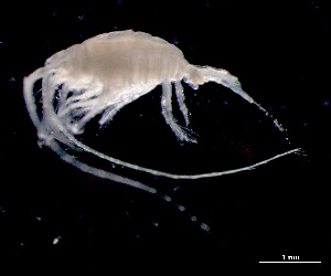  (Heterostylites longicornis - IOS2023026-011)  @11 [ ] CC - Attribution Non-Commercial Share-Alike (2024) Julian Smith DFO