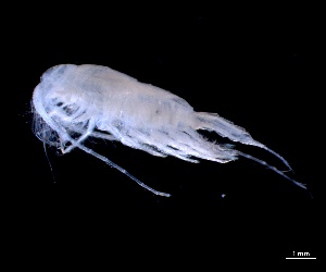  (Disseta palumbii - IOS2023026-022)  @11 [ ] CC - Attribution Non-Commercial Share-Alike (2024) Julian Smith DFO