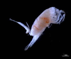  (Paraeuchaeta birostrata - IOS2023026-033)  @11 [ ] CC - Attribution Non-Commercial Share-Alike (2024) Julian Smith DFO