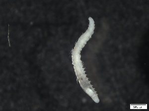  (Sphaerosyllis ridgensis - R1939-END07-20-1)  @11 [ ] CreativeCommons - Attribution Non-Commercial Share-Alike (2018) R. John Nelson University of Victoria