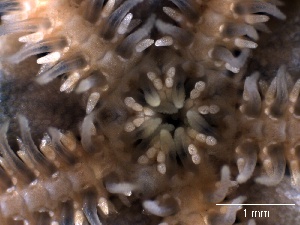  ( - Adig1)  @11 [ ] CreativeCommons - Attribution Share-Alike (2024) Unspecified Oregon Institute of Marine Biology