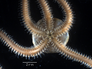 ( - Adig1)  @11 [ ] CreativeCommons - Attribution Share-Alike (2024) Unspecified Oregon Institute of Marine Biology