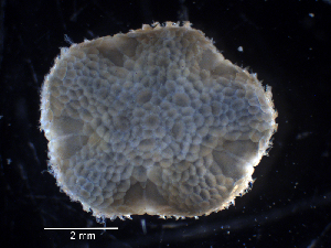  ( - Adig2)  @11 [ ] CreativeCommons - Attribution (2024) Richard Emlet Oregon Institute of Marine Biology