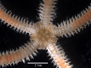  ( - Adig2)  @11 [ ] CreativeCommons - Attribution (2024) Richard Emlet Oregon Institute of Marine Biology