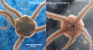  (Amphichondrius granulatus - Agran1)  @11 [ ] CreativeCommons  Attribution (by) (2014) Richard Emlet Oregon Institute of Marine Biology
