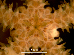  ( - Ampu1)  @11 [ ] CreativeCommons  Attribution Non-Commercial Share-Alike (2019) Richard Emlet Oregon Inst. Marine Biology