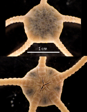  ( - Opjo)  @11 [ ] CreativeCommons  Attribution Non-Commercial Share-Alike (2019) Richard Emlet Oregon Inst. Marine Biology