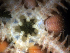  (Ophiopholis bakeri - Ob7-22-1)  @11 [ ] CreativeCommons - Attribution (2025) Richard Emlet Oregon Institute of Marine Biology