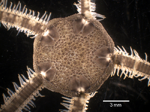  ( - RE-Ofil-Pns2)  @11 [ ] CreativeCommons - Attribution (2024) Richard Emlet Oregon Institute of Marine Biology