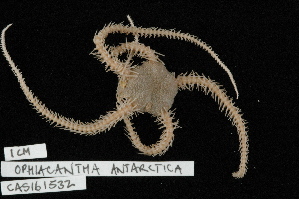  (Ophiacantha antarctica - TOH_0463)  @14 [ ] Copyright (2010) Tim O`Hara Musuem Victoria, Melbourne