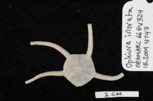  (Ophiura irrorata - TOH_0215)  @13 [ ] Copyright (2010) Tim O`Hara Musuem Victoria, Melbourne