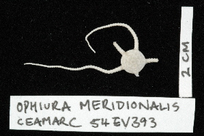  (Ophiura meridionalis - TOH_0234)  @13 [ ] Copyright (2010) Tim O`Hara Musuem Victoria, Melbourne