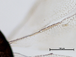  ( - Ophel_001)  @12 [ ] Eladio Rojas (2017) Eladio Rojas Laboratorio de Entomología SAG Osorno