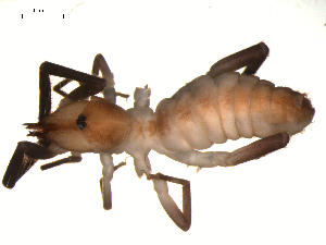  (Ammotrechidae - 02-BB09US-E07)  @14 [ ] CreativeCommons - Attribution (2010) CBG Photography Group Centre for Biodiversity Genomics