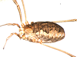  ( - OPILION-48)  @13 [ ] CC-0  Gergin Blagoev, Biodiversity Intitute of Ontario Unspecified