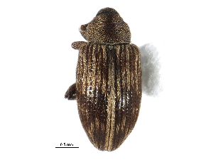  ( - BIOUG33963-D08)  @11 [ ] CreativeCommons - Attribution (2019) CBG Photography Group Centre for Biodiversity Genomics