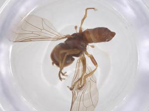  ( - BIOUG33985-G10)  @11 [ ] CreativeCommons - Attribution Share - Alike (2025) Centre for Biodiversity Genomics Centre for Biodiversity Genomics