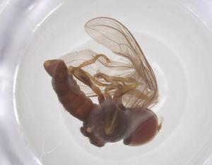  ( - BIOUG33985-H04)  @11 [ ] CreativeCommons - Attribution Share - Alike (2025) Centre for Biodiversity Genomics Centre for Biodiversity Genomics