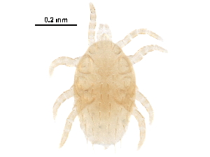  (Proctolaelaps sp. JCS20 - BIOUG33987-C08)  @14 [ ] CreativeCommons - Attribution (2017) CBG Photography Group Centre for Biodiversity Genomics