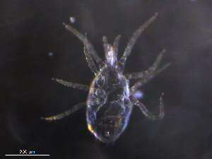  ( - BIOUG34352-G03)  @11 [ ] CreativeCommons - Attribution (2019) CBG Photography Group Centre for Biodiversity Genomics