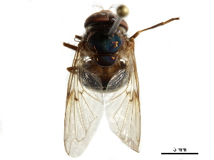  ( - BIOUG34365-A12)  @11 [ ] CreativeCommons - Attribution (2019) CBG Photography Group Centre for Biodiversity Genomics