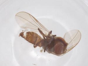  ( - BIOUG34406-G02)  @11 [ ] CreativeCommons - Attribution Share - Alike (2025) Centre for Biodiversity Genomics Centre for Biodiversity Genomics