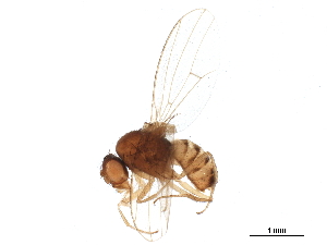  ( - BIOUG32806-E04)  @14 [ ] CreativeCommons - Attribution (2019) CBG Photography Group Centre for Biodiversity Genomics