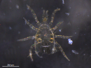  (Amblyseius sp. JCS27 - BIOUG33385-G07)  @11 [ ] CreativeCommons - Attribution (2019) CBG Photography Group Centre for Biodiversity Genomics