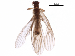  ( - BIOUG35716-D05)  @11 [ ] CreativeCommons - Attribution (2018) CBG Photography Group Centre for Biodiversity Genomics