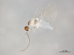  ( - BIOUG35812-B05)  @12 [ ] CreativeCommons - Attribution (2019) CBG Photography Group Centre for Biodiversity Genomics