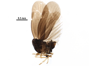  ( - BIOUG34003-A02)  @13 [ ] CreativeCommons - Attribution (2017) CBG Photography Group Centre for Biodiversity Genomics