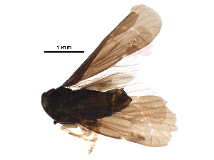 ( - BIOUG34004-G08)  @13 [ ] CreativeCommons - Attribution (2017) CBG Photography Group Centre for Biodiversity Genomics