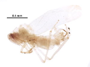  ( - BIOUG34006-A06)  @11 [ ] CreativeCommons - Attribution (2017) CBG Photography Group Centre for Biodiversity Genomics