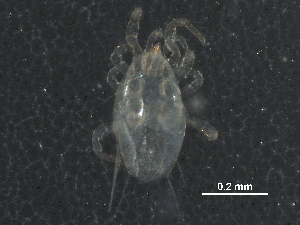  (Proprioseiopsis sp. JCS37 - BIOUG34164-E05)  @13 [ ] CreativeCommons - Attribution (2017) CBG Photography Group Centre for Biodiversity Genomics