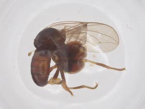  ( - BIOUG34382-C12)  @11 [ ] CreativeCommons - Attribution Share - Alike (2025) Centre for Biodiversity Genomics Centre for Biodiversity Genomics